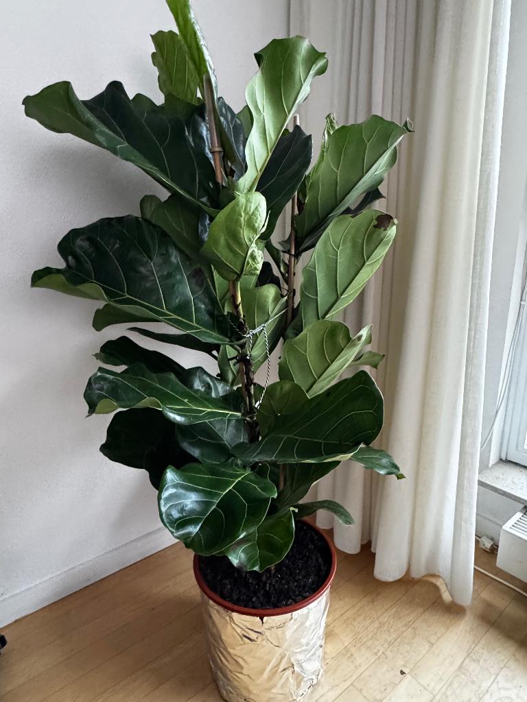 Ficus Lyrata, Ophalen, Ficus, 100 tot 150 cm, Halfschaduw