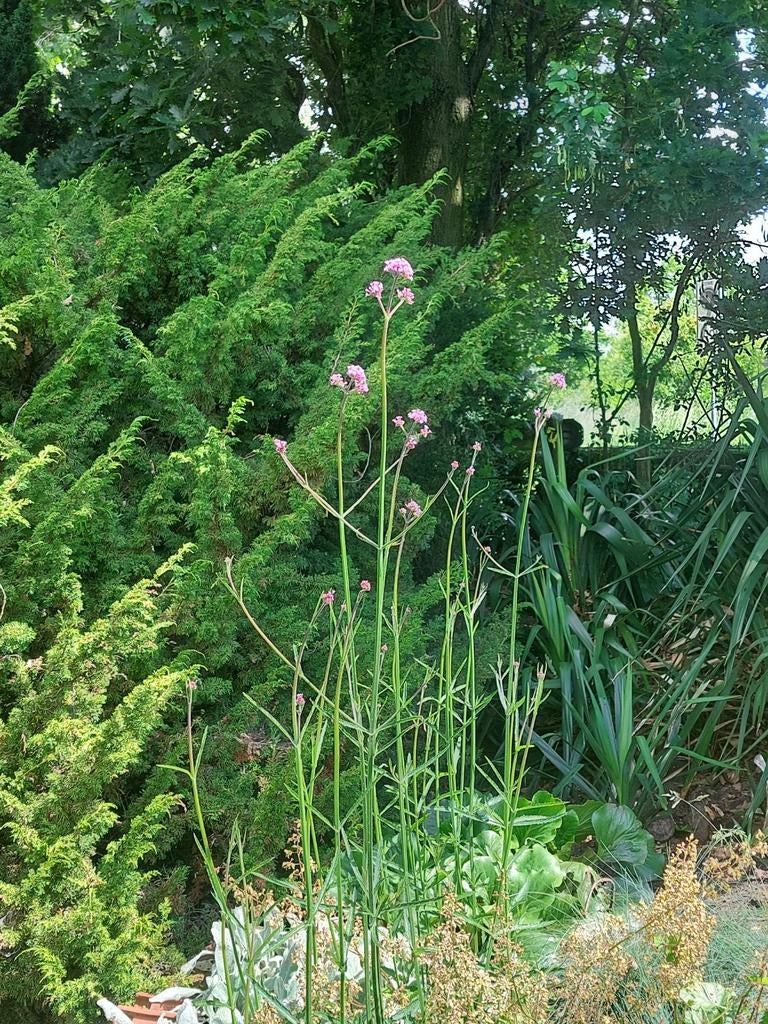 Verbena ijzerhart planten, Volle zon, Vaste plant, Zomer, Ophalen