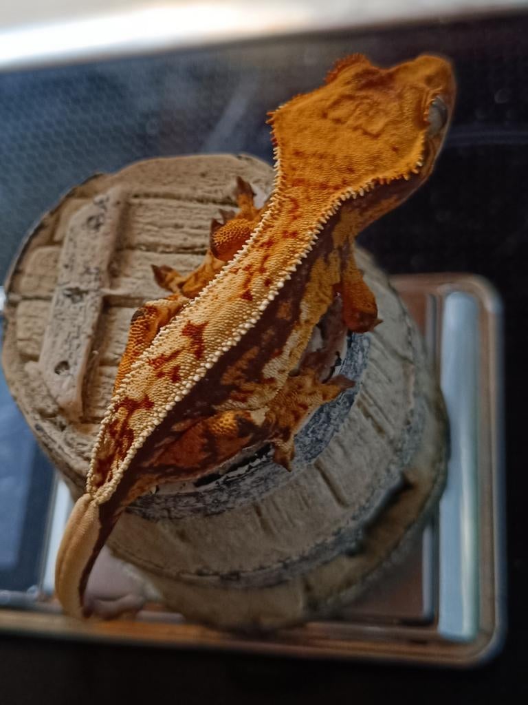 Wimpergekko nakweek 2025 tricolor Crested Gecko - unknown for sale from Sabrina