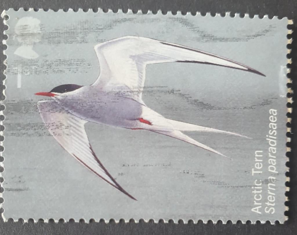 098-26 Engeland / Arctic Tern, Verzenden, Gestempeld