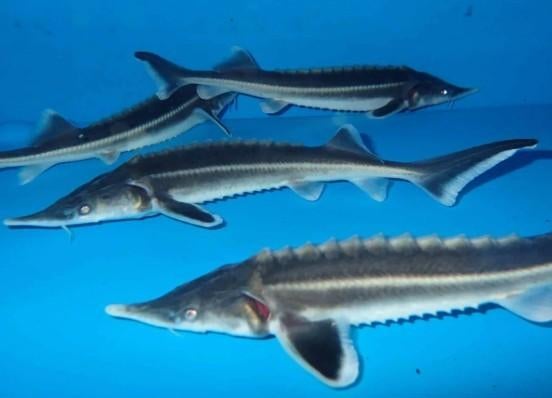 Sterlet steur ca. 50 - 60 cm – Koidream Valburg