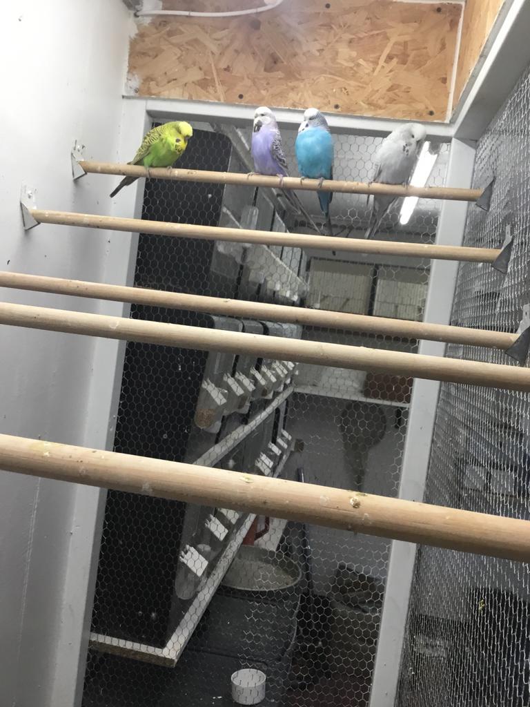 2 koppels engelse grasparkieten, Dieren en Toebehoren, Vogels | Parkieten en Papegaaien, Meerdere dieren, Parkiet