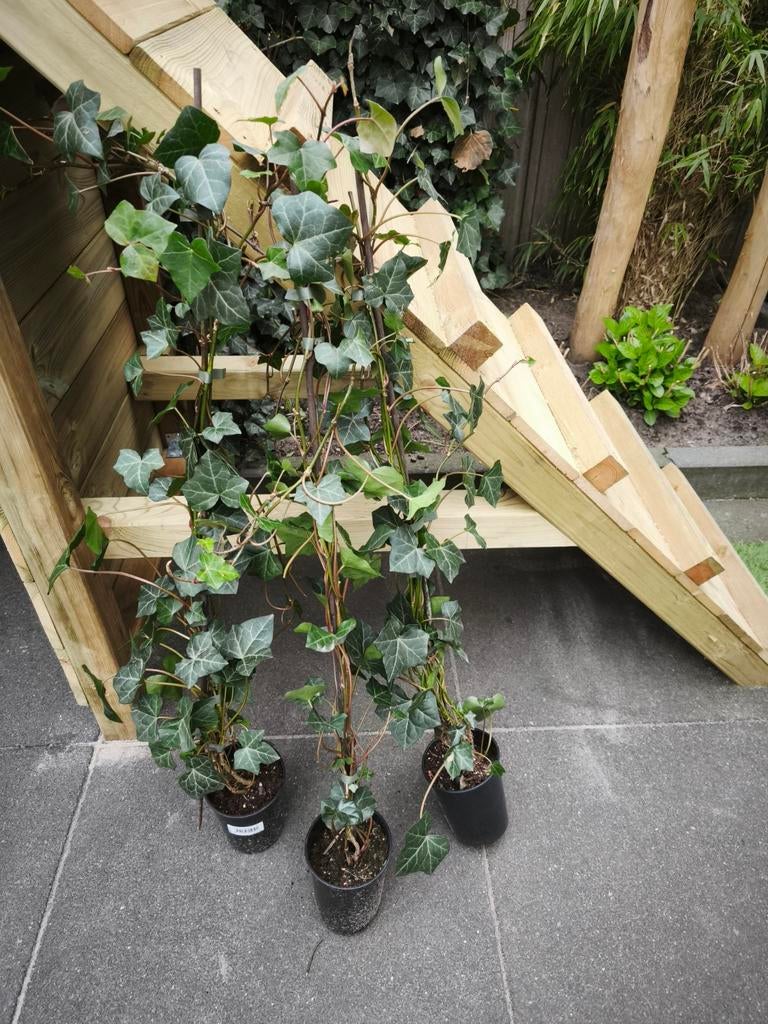 Hedera Hibernica 100cm 3 stuks, Ophalen