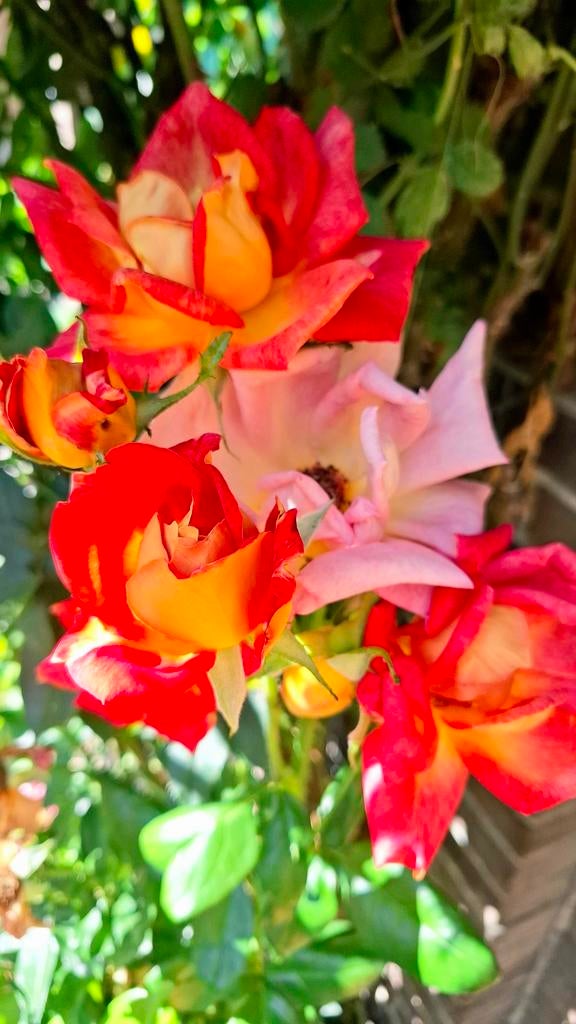 Roos 'Joseph's Coat' zaden, Verzenden, Volle zon