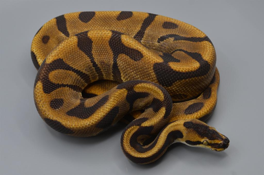 Verschillende Python regius mannen te koop Ball Python - male for sale from rik