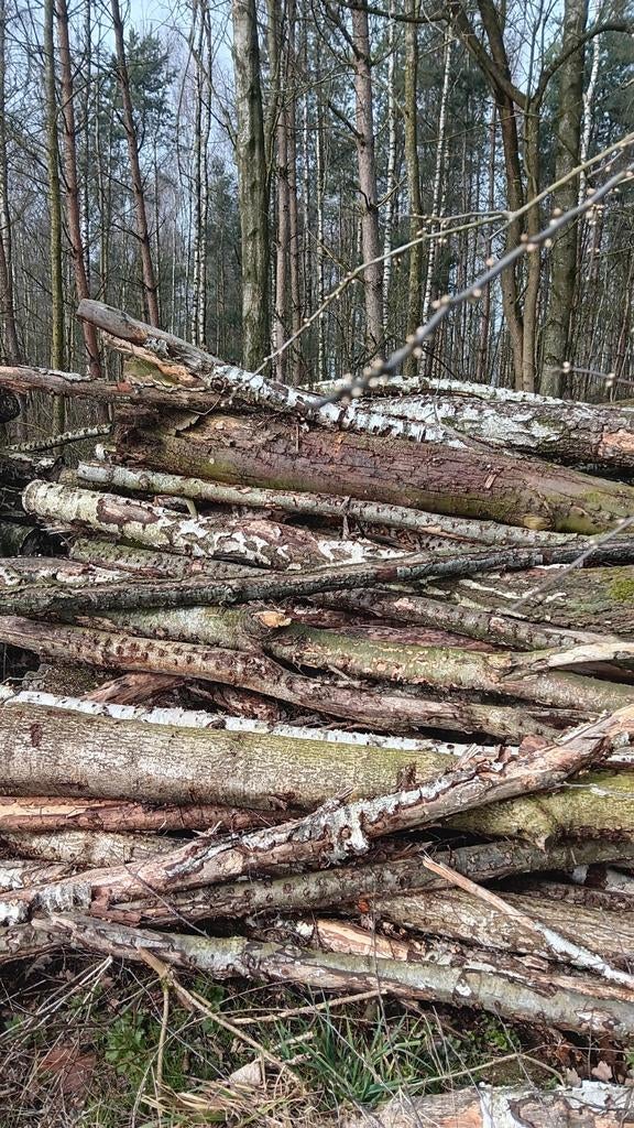 Brandhout: Hoofdzakelijk Berkenstammen, 6 m³ of meer, Ophalen, Berkenhout, Stammen