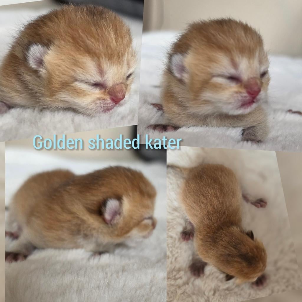 Golden shaded Brits korthaar kittens, Meerdere dieren, Ontwormd