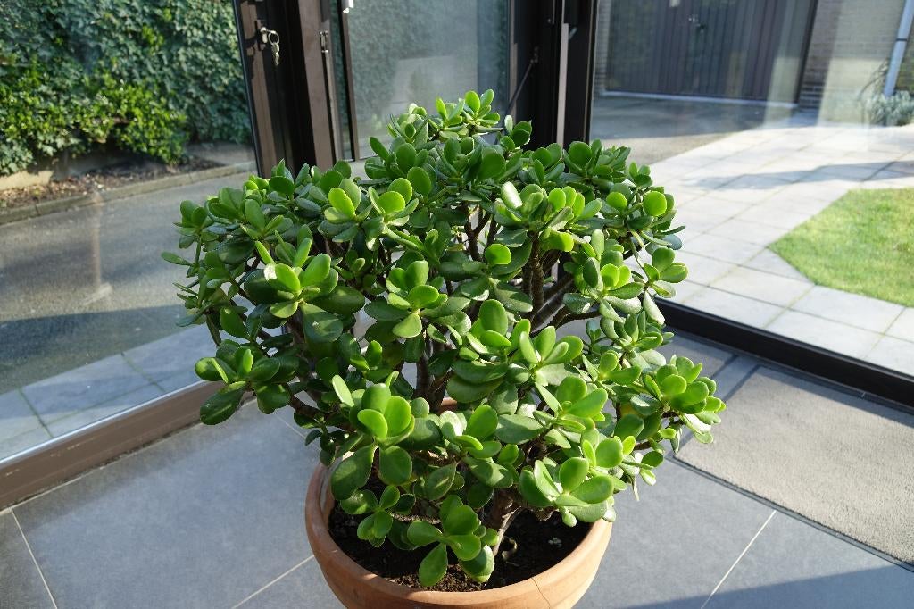Crasulla Ovato Jade plant of geldboom, Ophalen, Vaste plant, Overige soorten, Volle zon