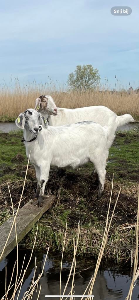 GEZOCHT: vrouwelijke geitenlammetjes / jonge geitjes, Vrouwelijk, Geit