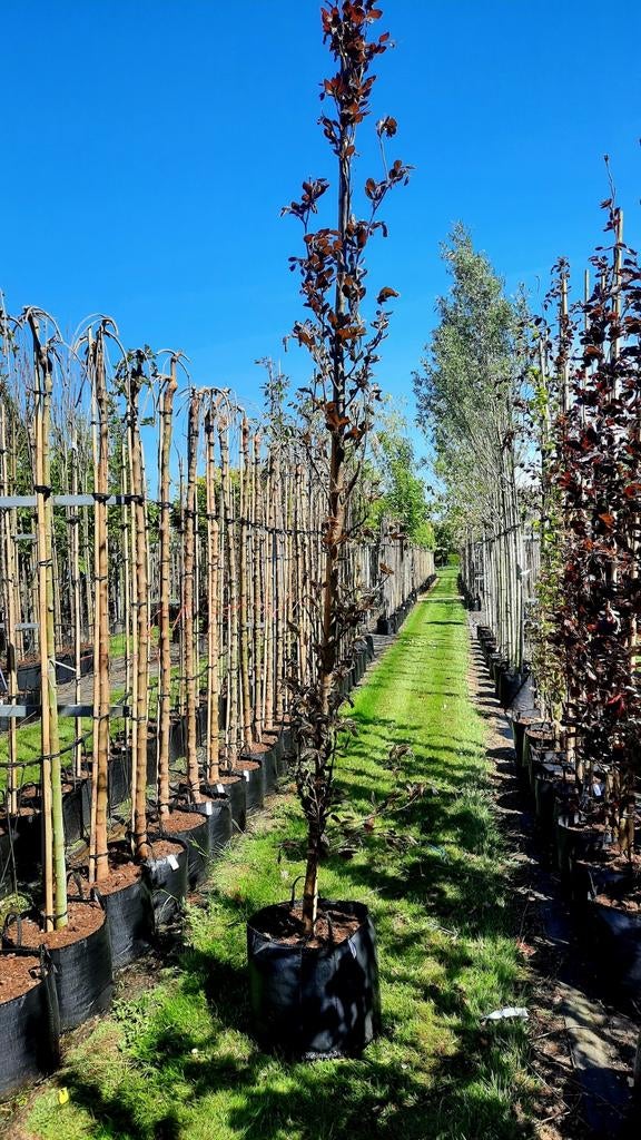 Fagus sylvatica 'Dawyck Purple' (Rode zuilbeuk)🍁, Tuin en Terras, Planten | Bomen, Ophalen, Halfschaduw