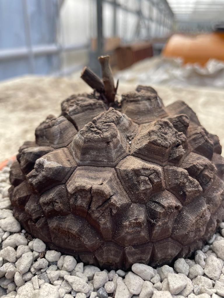 Caudex plant Dioscorea Elephantipes var Montana potmaat 19cm, Overige soorten, Ophalen of Verzenden, In pot, Minder dan 100 cm