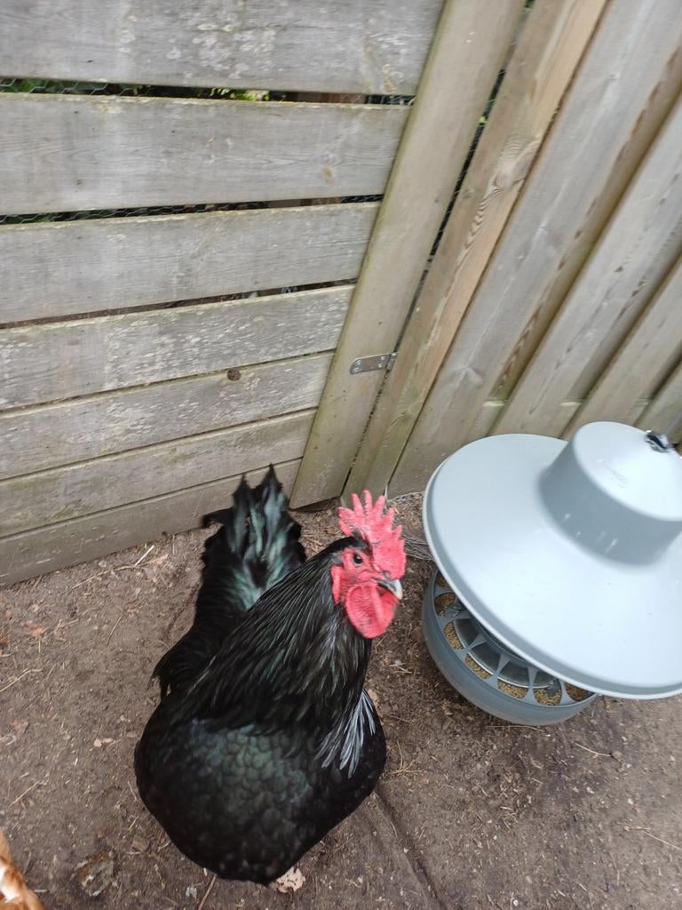 Een Australorp haantje (10 maanden), Dieren en Toebehoren, Pluimvee, Mannelijk, Kip