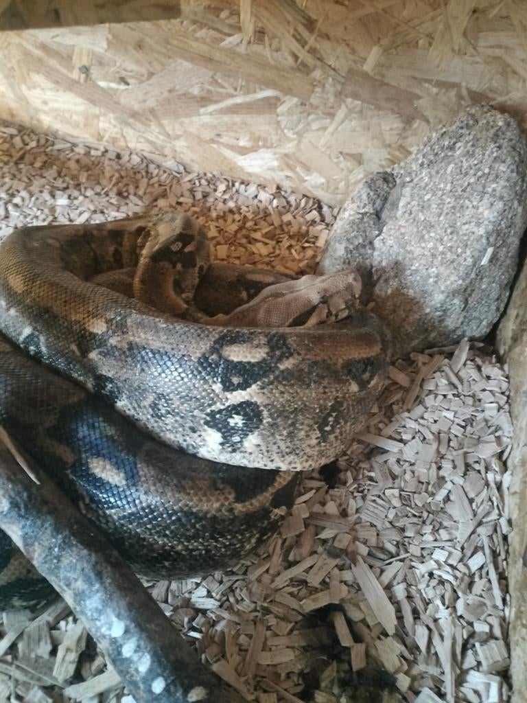 Boa constrictor “Lucie” 2 meter + terrarium compleet, Dieren en Toebehoren, Slang, 0 tot 2 jaar