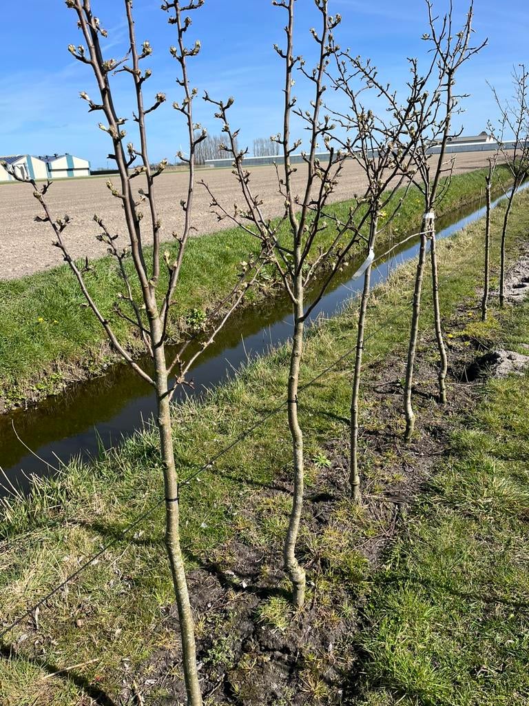 Pyrus com. ‘Winterriet’, Ophalen, Lente, Perenboom, Halfschaduw