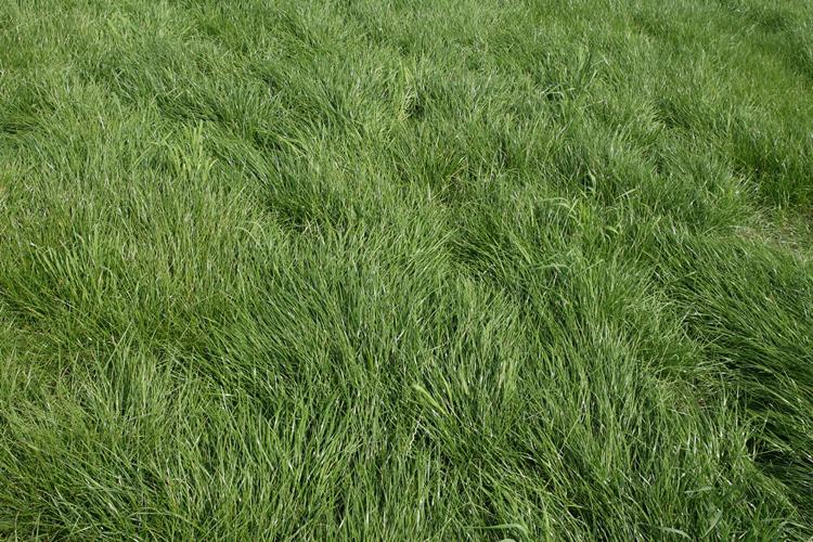 Gezocht: zelfverzorging paardenstalling / weide te huur, Weidegang, 4 paarden of pony's of meer