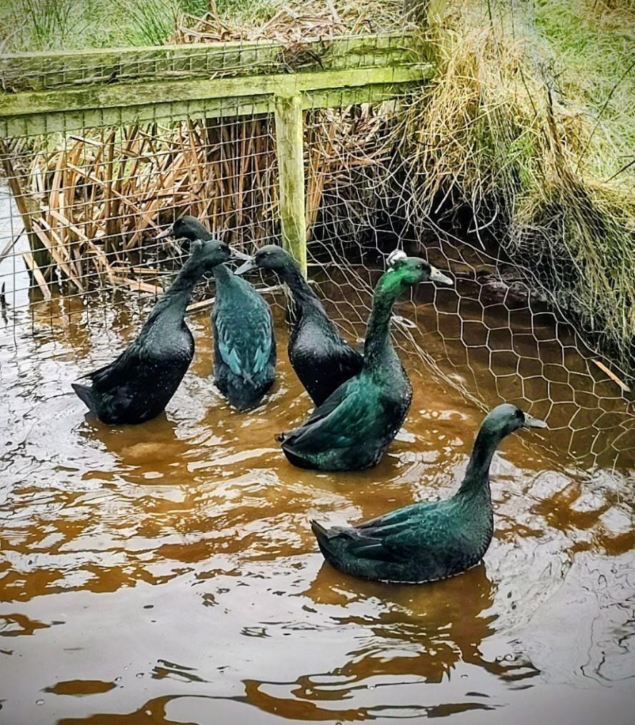 Broedeieren Indische loopeenden kans op kuif, Dieren en Toebehoren, Geslacht onbekend, Eend