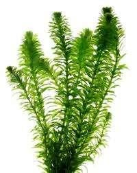 Waterpest zuurstofplant vijverplant Koidreams Valburg, Ophalen of Verzenden, Nieuw, Plant(en), Steen of Hout