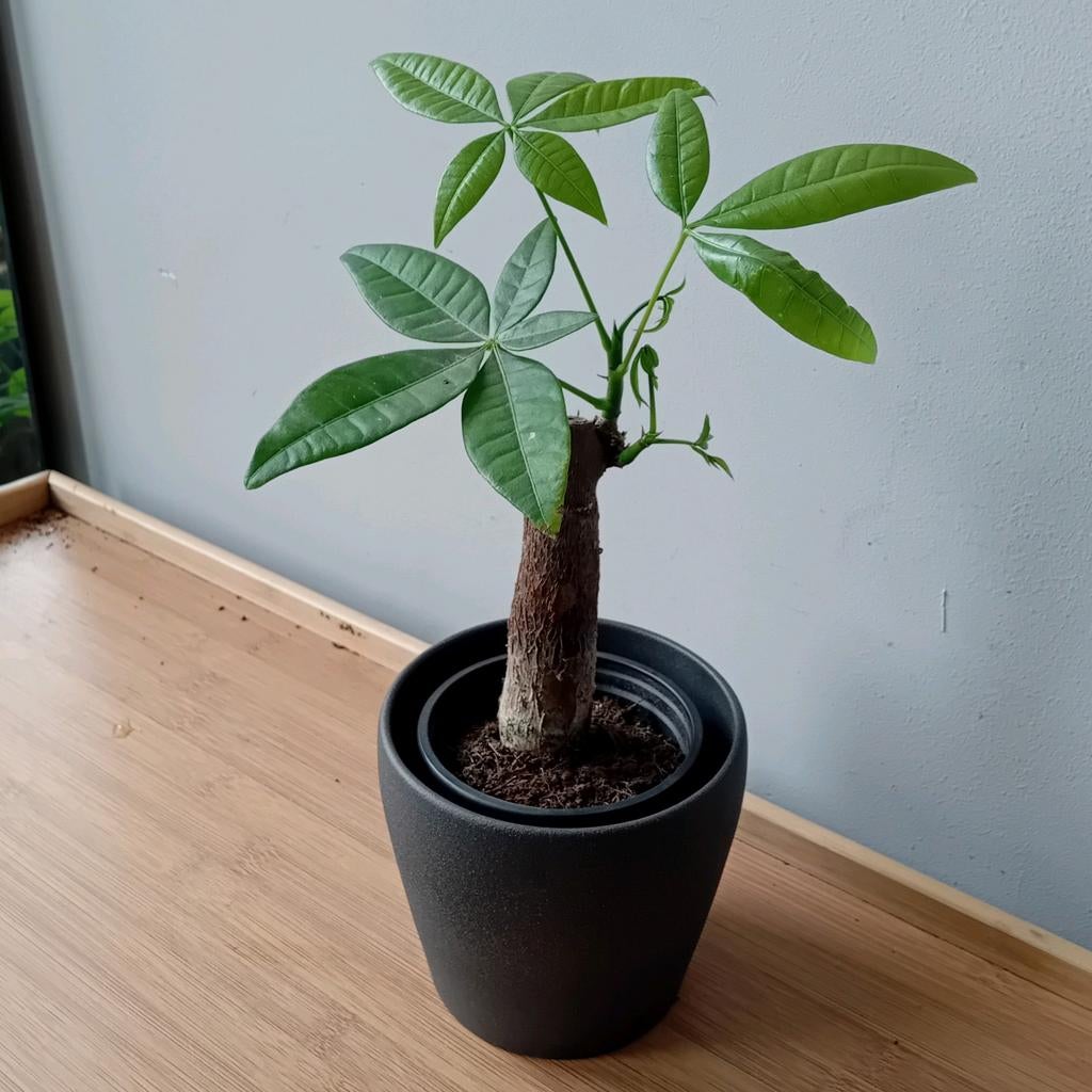 Pachira bonsai kamerplant 20cm, Ophalen, Overige soorten, Halfschaduw, In pot