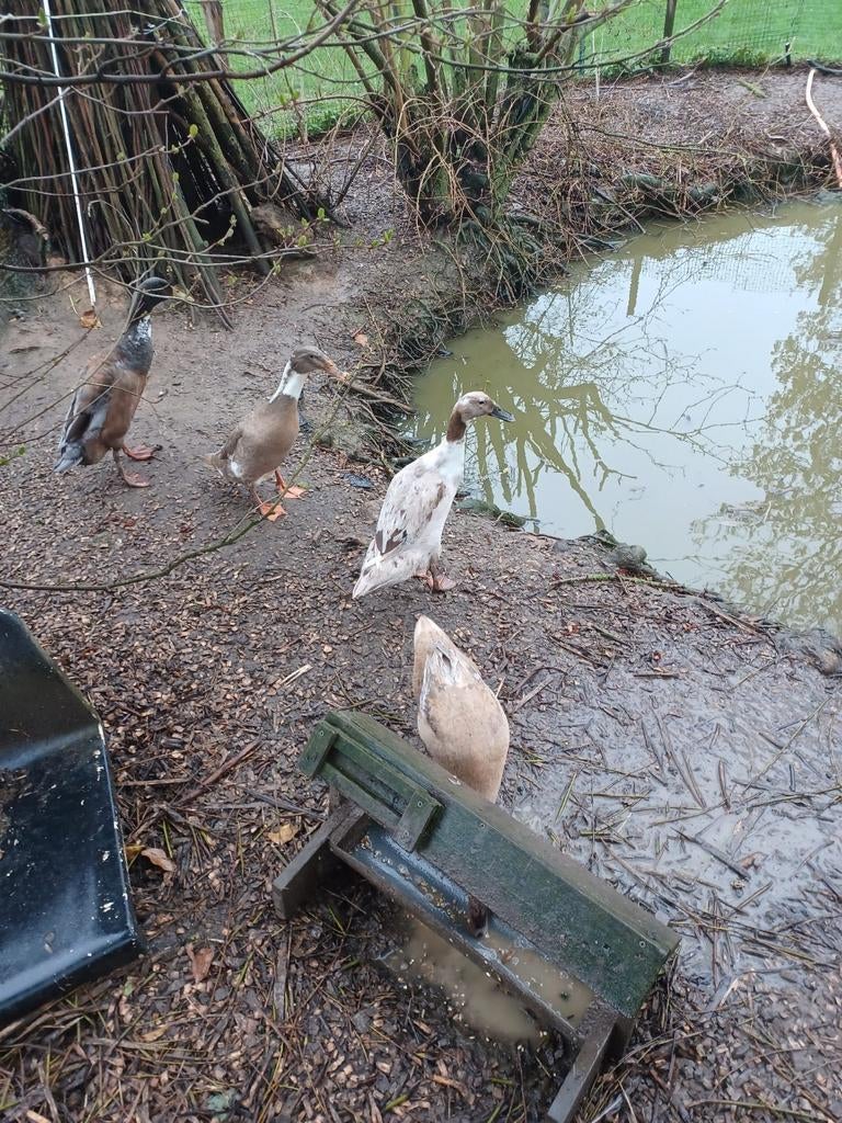 Indische loopeenden, Meerdere dieren, Eend