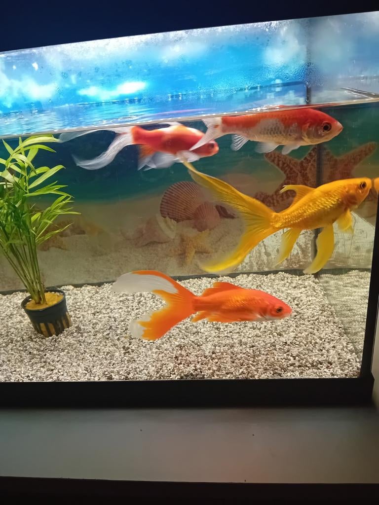 Gratis  4 visjes, Dieren en Toebehoren, Vissen | Aquariumvissen, Vis