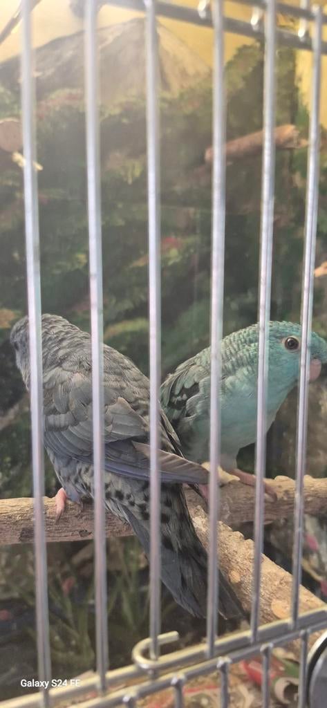 Parkieten, Dieren en Toebehoren, Vogels | Parkieten en Papegaaien, Meerdere dieren, Parkiet