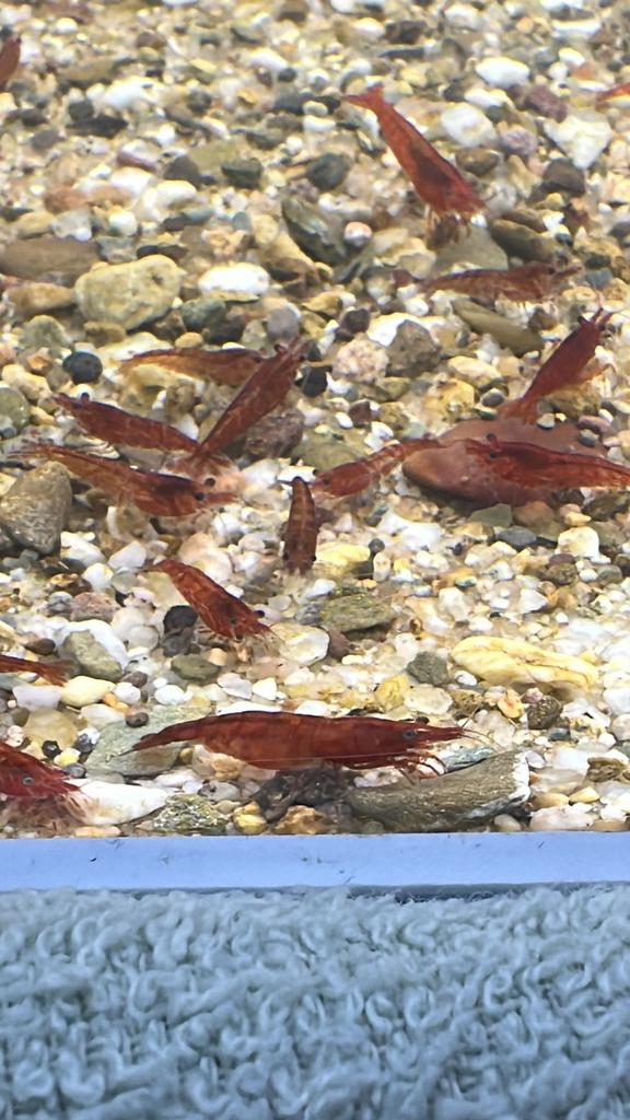 Rode garnalen, Dieren en Toebehoren, Vissen | Aquariumvissen, Kreeft, Krab of Garnaal