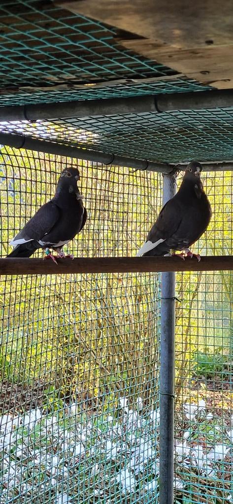 Figurita duiven zwartbont, Dieren en Toebehoren, Vogels | Duiven, Meerdere dieren, Overige soorten