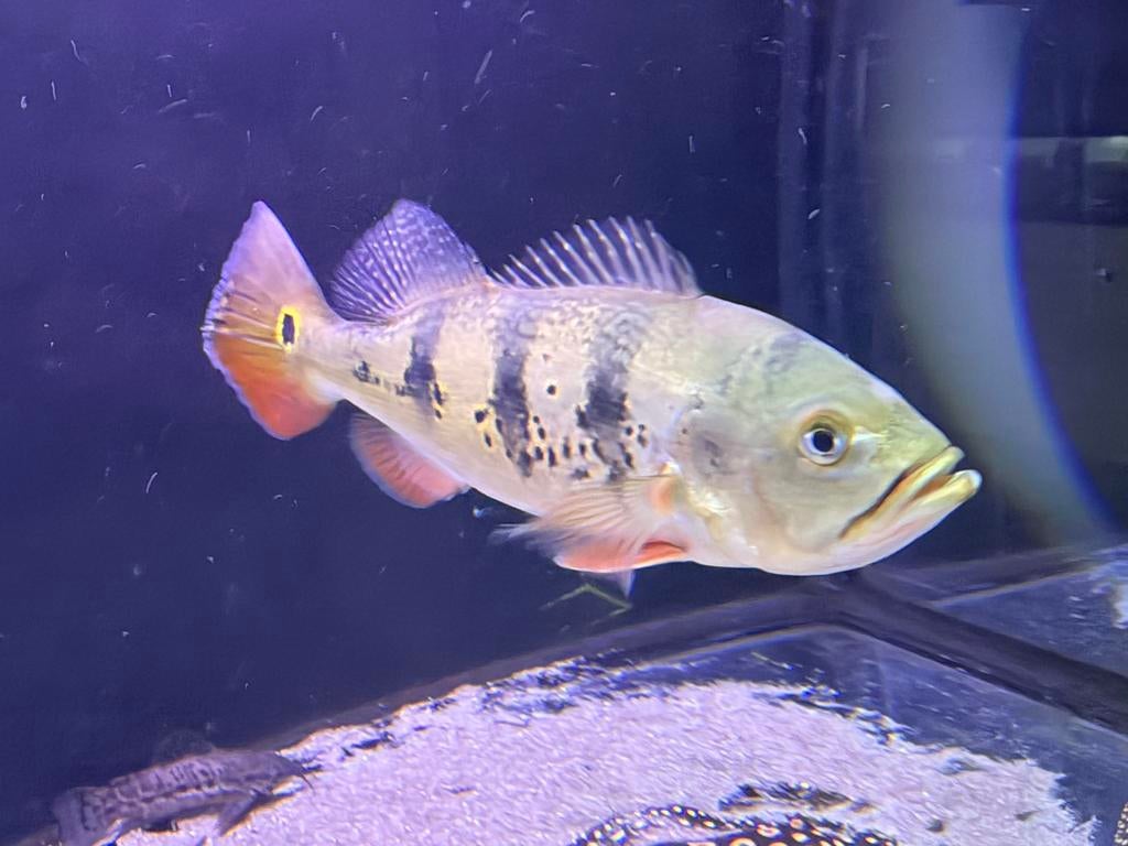 2 Cichla monocules 20 cm, Dieren en Toebehoren, Vis