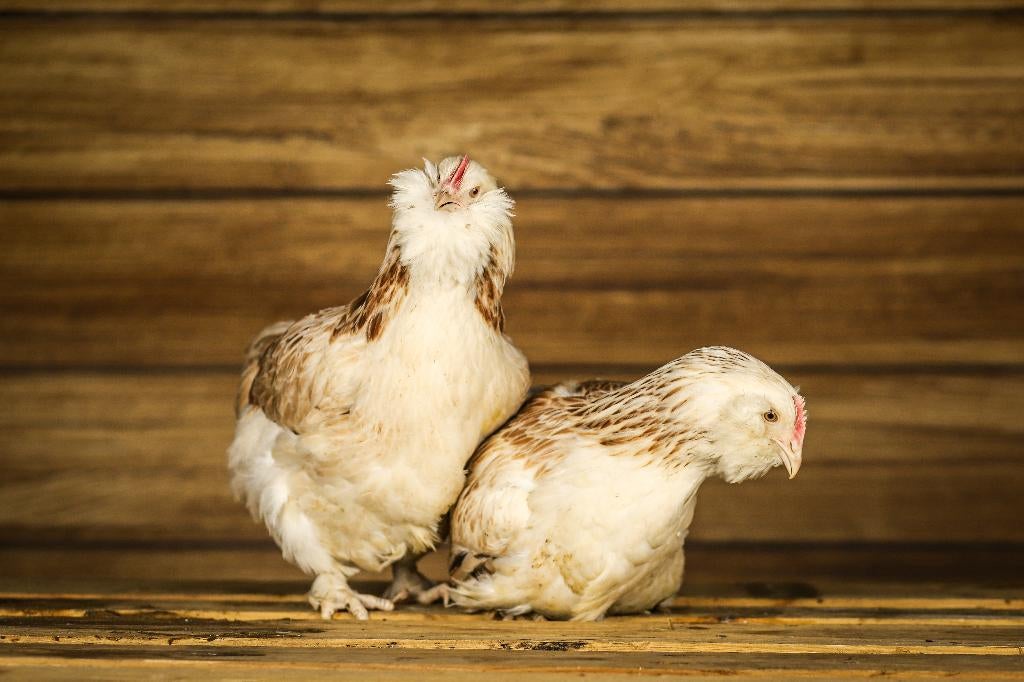 Faverolle groot | Rustige kippen | Vertrouwelijke kippen, Vrouwelijk, Kip