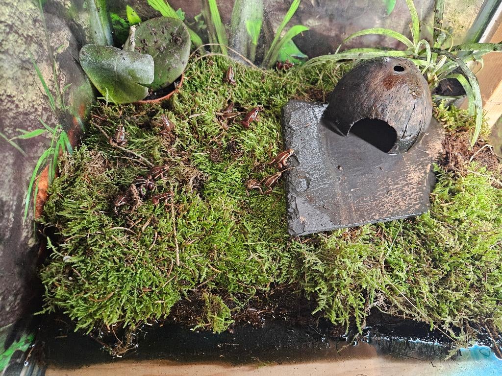 E. anthonyi (tricolor) Driestreep kikker Frog - unknown for sale from TerShop