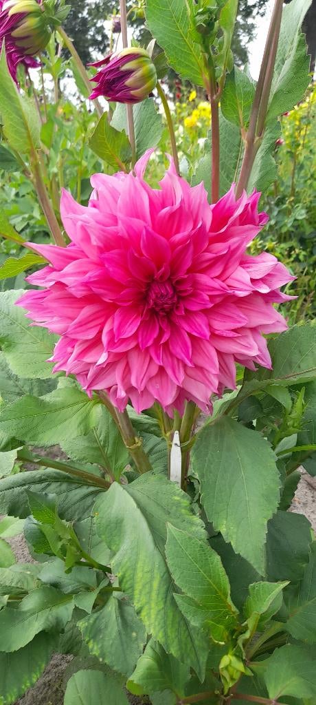 Dahlia, Ophalen of Verzenden, Voorjaar, Volle zon, Knol