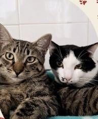 BINNENKATTEN ROCK 7 mnd. en BICO 10 mnd. Samen, Meerdere dieren, Kortharig, 0 tot 2 jaar