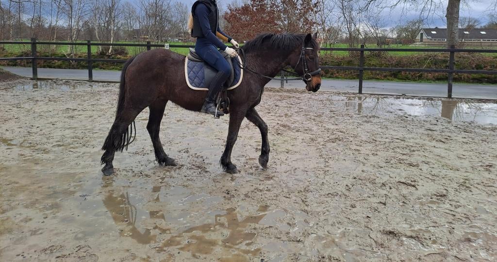 Merrie D pony, Minder dan 160 cm, B, 11 jaar of ouder, Recreatiepaard