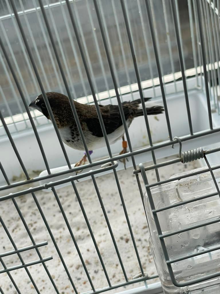 Japanse meeuwtje, Mannelijk