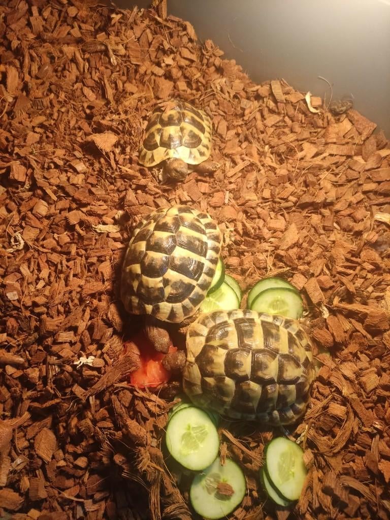 3 prachtige schildpadden Tortoise - unknown for sale from angela asadour
