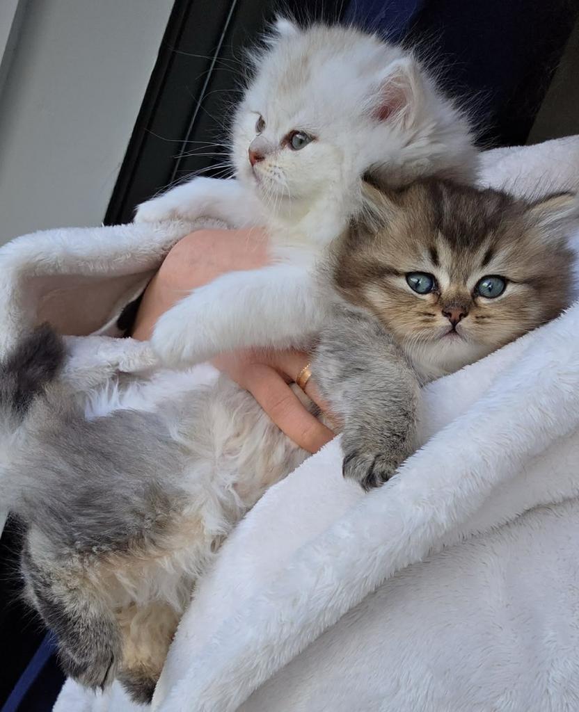 Britse langhaar, Meerdere dieren, Gechipt, 0 tot 2 jaar