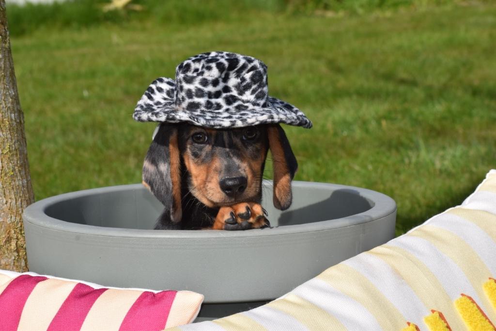 Teckel pups alle kleuren, Dieren en Toebehoren, Honden | Teckels en Dashonden, België, 15 weken tot 1 jaar, Korthaar, Dwerg