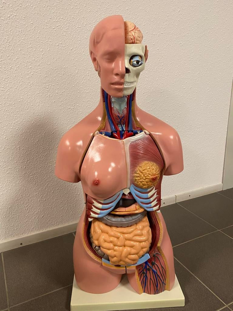 Anatomisch torso 40-delig gedetailleerd 85cm hoog, Ophalen of Verzenden, Zo goed als nieuw, Overige niveaus