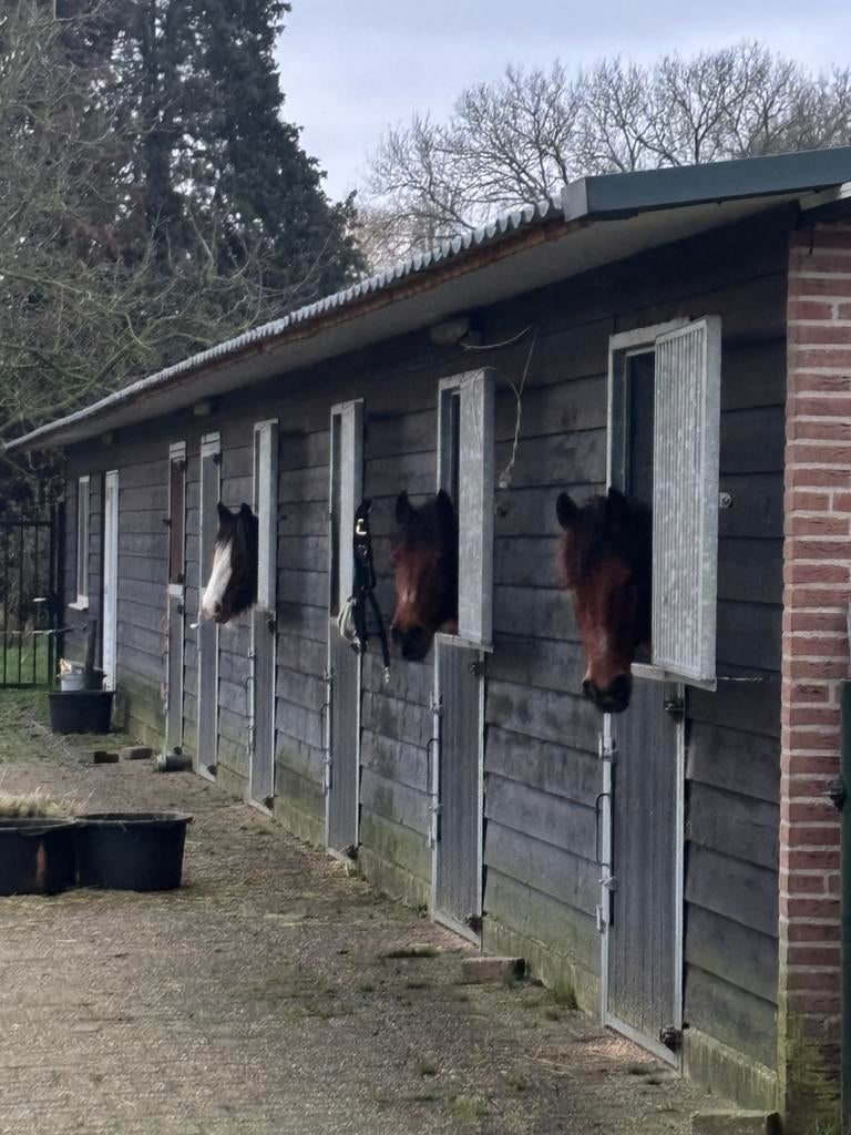 Stalling (zelfvoorziening) aangeboden Mastbos, Weidegang, 1 paard of pony