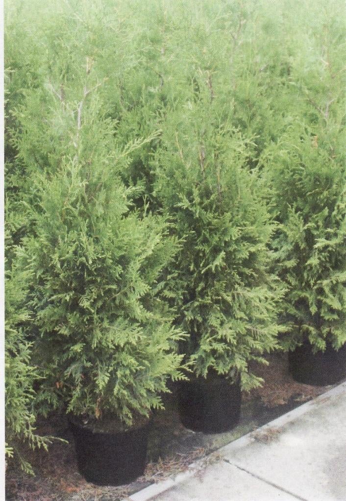 Haagconiferen Thuja Brabant coniferen 80/100 tot 180cm, Ophalen, Conifeer, Haag, 100 tot 250 cm