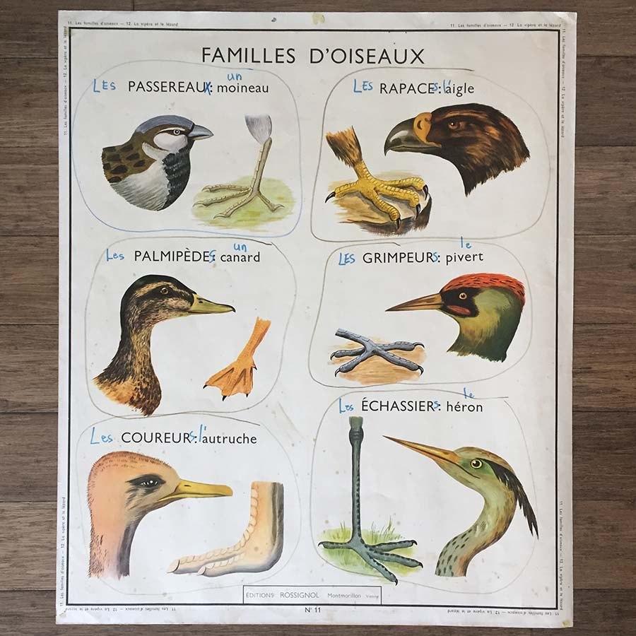 vintage school educatie wandplaten, Ophalen of Verzenden