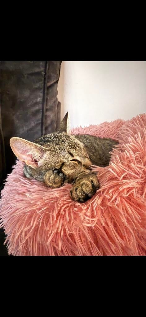 Lieve poes te koop, Poes