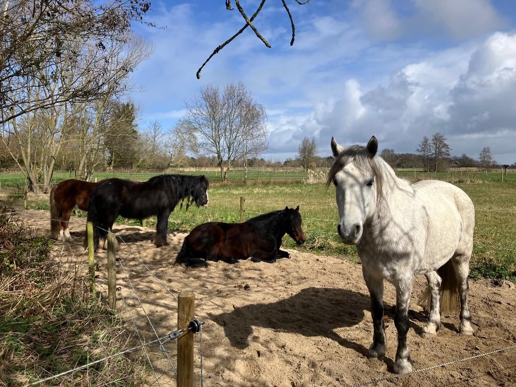Stalhulp op kleine 'Paddock Paradise' in Bergen, Dieren en Toebehoren, 4 paarden of pony's of meer