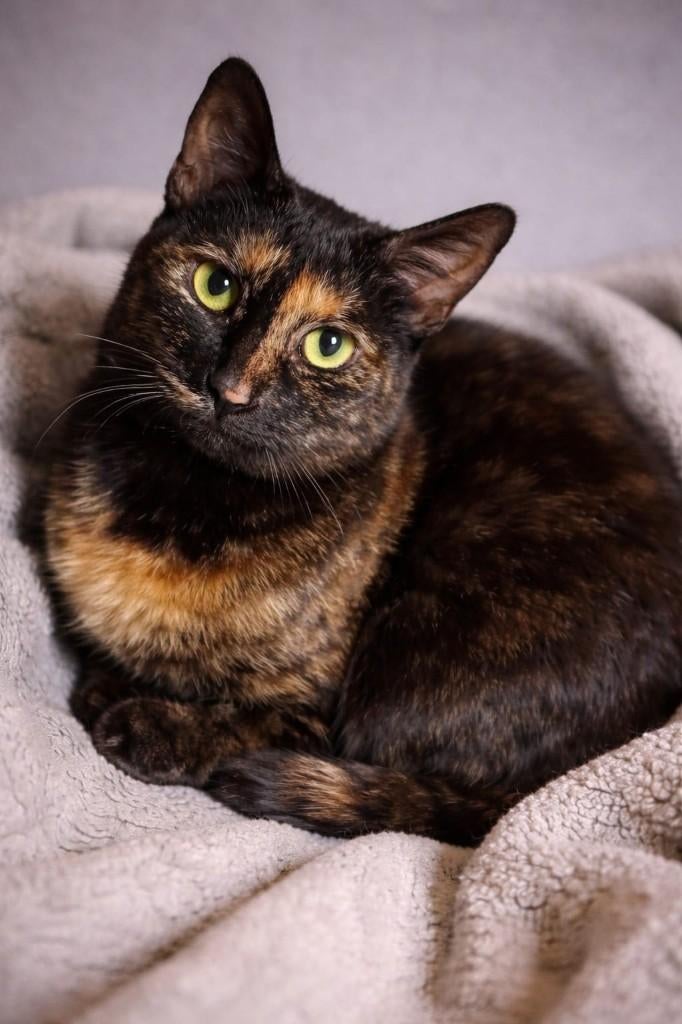 2 zeer lieve meisjes, ong 7 mnd./gesterilis/chip/ingeent, Dieren en Toebehoren, Katten en Kittens | Overige Katten, Poes, Kortharig