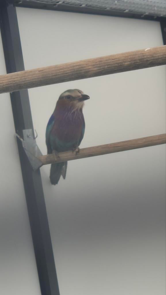 Vorkstaartscharrelaar (Coracias caudatus) | Lilac-breasted R, Geringd