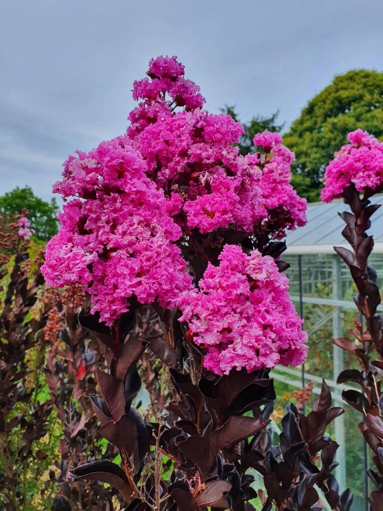 Lagerstroemia indica Lavender lace / geweldige kleuren ‼️‼️, Tuin en Terras, 250 tot 400 cm, Zomer, Ophalen, Volle zon