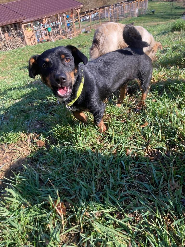 Superleuke Molly is ter adoptie!, Handelaar, 1 tot 2 jaar, Buitenland, Teef