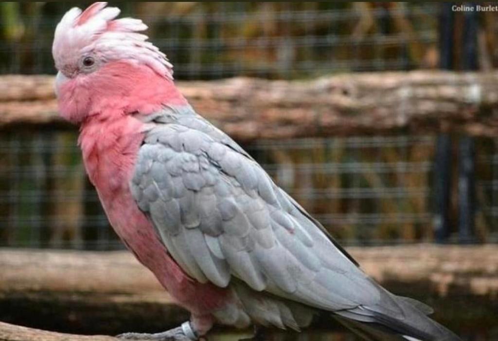 Liefhebber zoekt vogels om een nieuw thuis te, Dieren en Toebehoren, Vogels | Parkieten en Papegaaien, Meerdere dieren, Parkiet