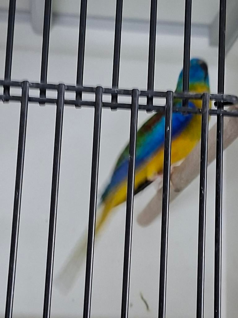 Turquasine parkiet man, Dieren en Toebehoren, Vogels | Parkieten en Papegaaien, Mannelijk, Parkiet