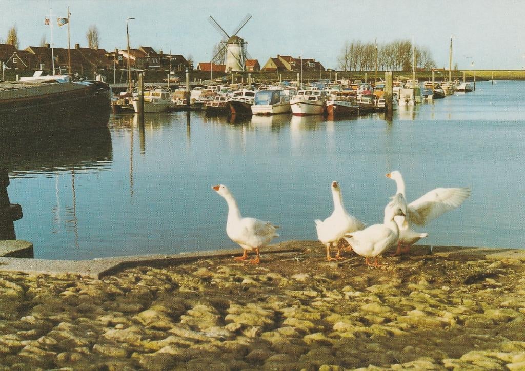 STAVENISSE Haven met Molen en Ganzen, Verzenden, 1980 tot heden, Ongelopen, Zeeland